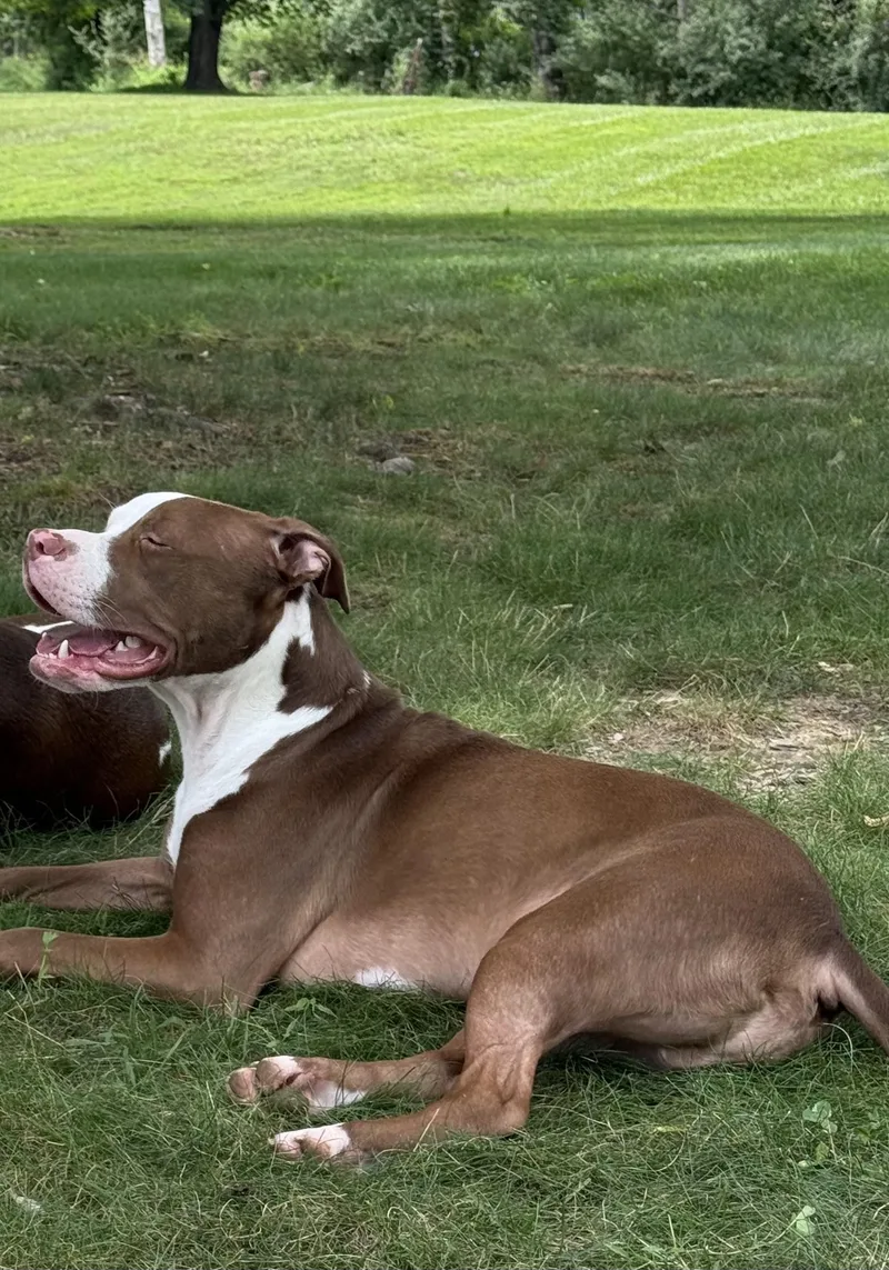 A young medium-sized male Brown / Chocolate American Staffordshire Terrier dog named Hubba Bubba for adoption in Newton, NJ