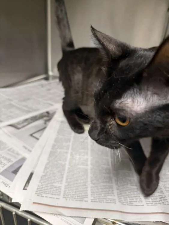 A young small-sized female Domestic Short Hair cat named Norah for adoption in Van Nuys, CA