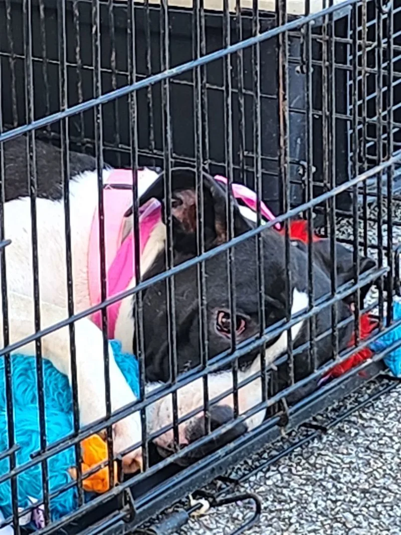 A young medium-sized female Bicolor Boxer dog named Summer for adoption in St. George, SC