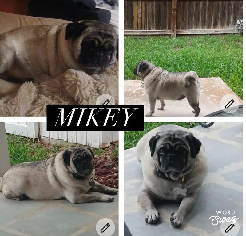 An adult small-sized male Pug dog named Mikey for adoption in canyon lake, TX