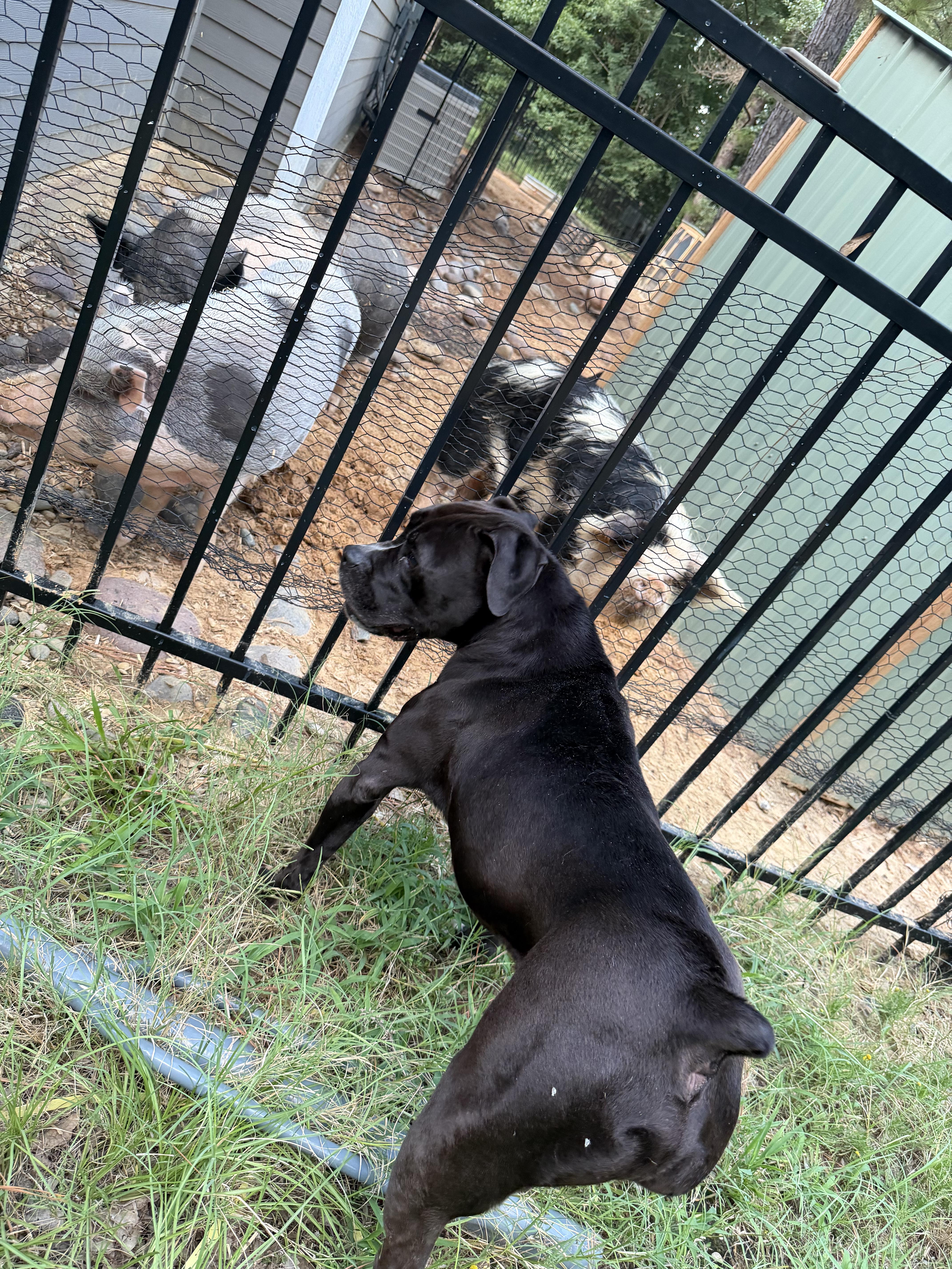 An adult medium-sized male Boxer dog named Thumper for adoption in Athens, TX