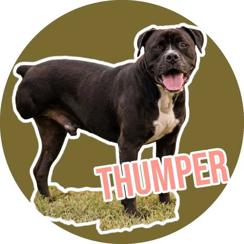 Thumper thumbnail 2