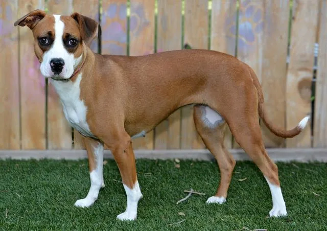 A young medium-sized female Boxer dog named Sploosh for adoption in West Valley City, UT