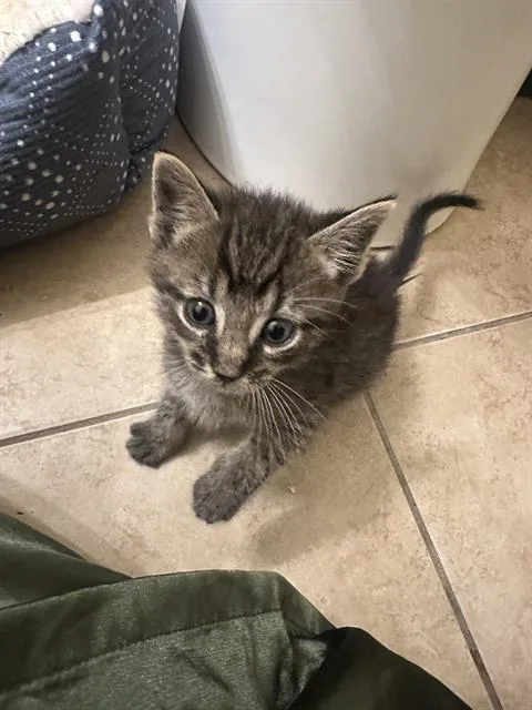 A baby small-sized male Domestic Short Hair cat named Jasper for adoption in Charlotte, NC