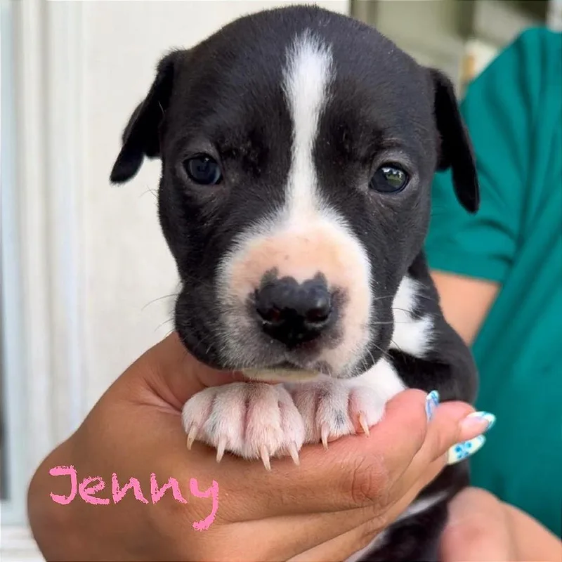 A baby medium-sized female Black American Staffordshire Terrier dog named Jenny for adoption in Tampa, FL