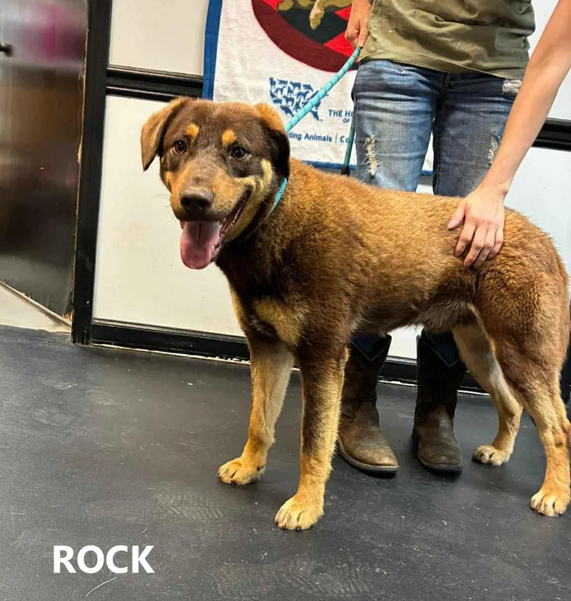 An adult medium-sized male Brown / Chocolate Rottweiler dog named Rock for adoption in Washington, GA