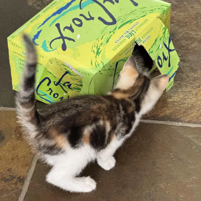 A baby small-sized female Calico Domestic Short Hair cat named Artemis for adoption in Milwaukee, WI