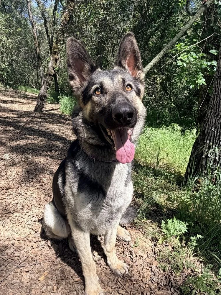 A young large-sized male Tricolor (Brown, Black, & White) German Shepherd Dog dog named Thorin for adoption in Shingle Springs, CA