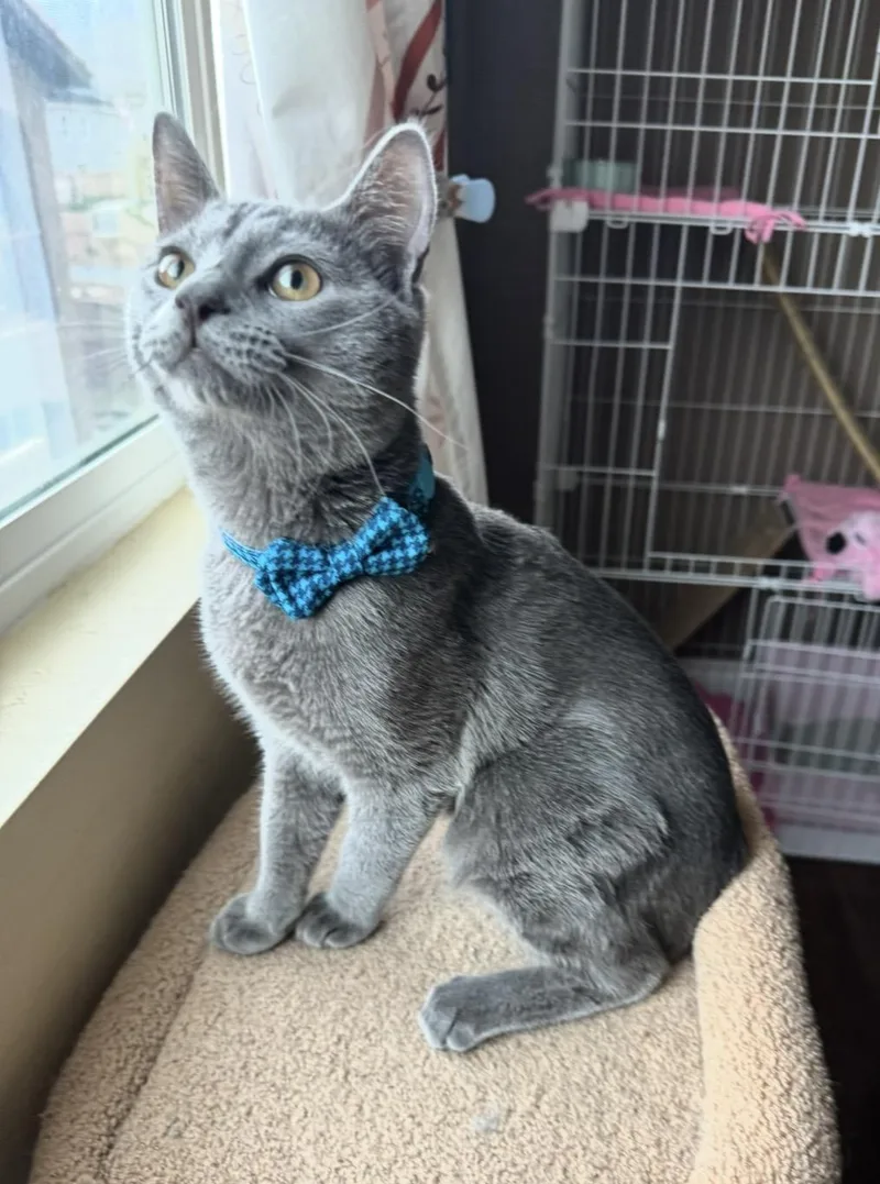 A baby medium-sized male Gray / Blue / Silver Domestic Short Hair cat named Tag for adoption in Las Vegas, NV