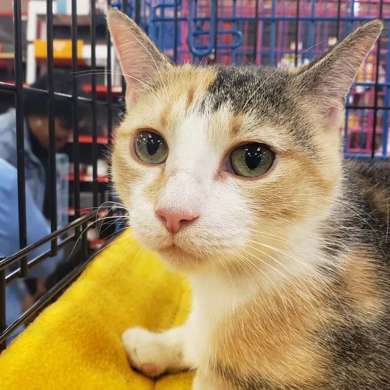 Penelope thumbnail 2