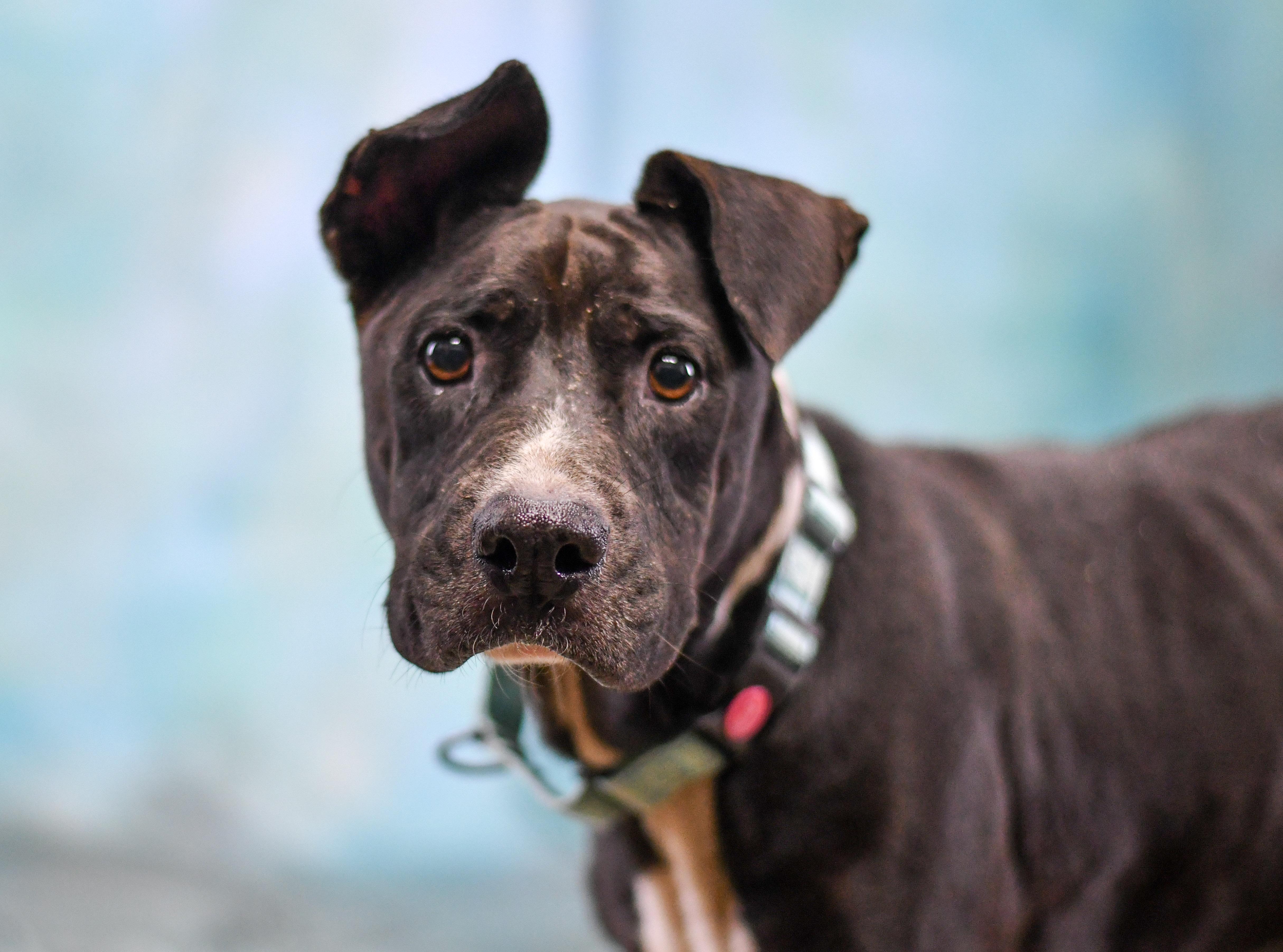 A senior medium-sized female American Bulldog dog named Rosie for adoption in Defuniak Springs, FL