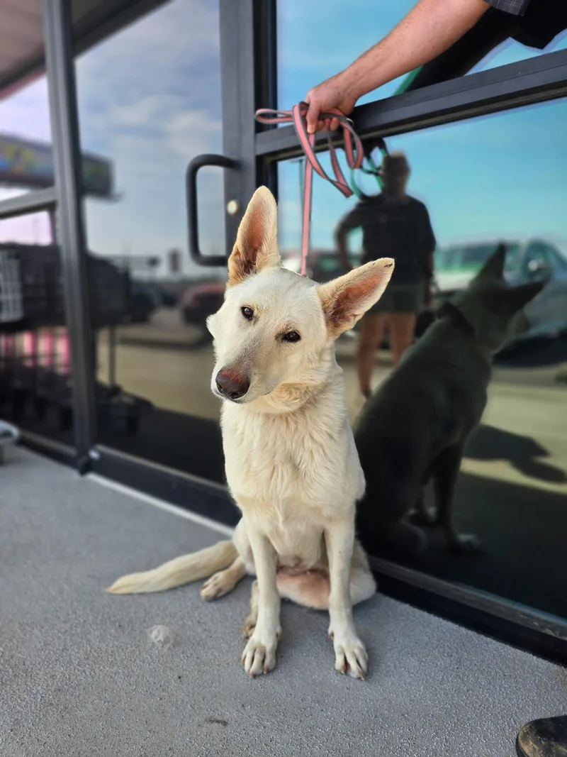 A young large-sized female White / Cream German Shepherd Dog dog named Poppie for adoption in Cullman, AL