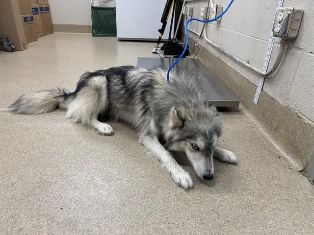 An adult medium-sized female Siberian Husky dog named Aurora for adoption in Grand Prairie, TX