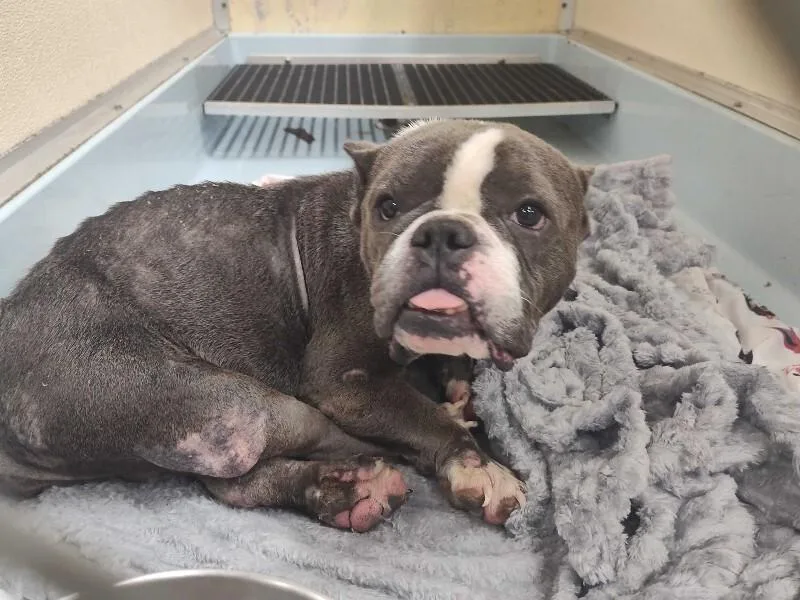 A senior medium-sized female Gray / Blue / Silver Mixed Breed dog named Geraldine for adoption in Cincinnati, OH