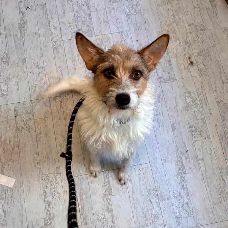 An adult medium-sized female Yellow / Tan / Blond / Fawn Wirehaired Terrier dog named Prissy for adoption in Alexandria, VA