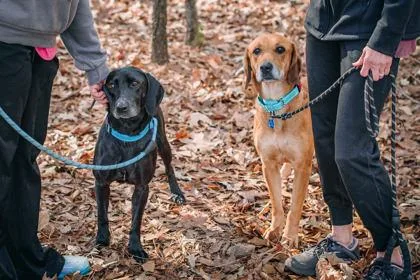 An adult medium-sized female Black Hound dog named Rose & Tulip for adoption in Bishop, GA