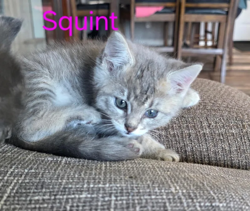 A baby small-sized female Domestic Medium Hair cat named Squint for adoption in Heyburn, ID