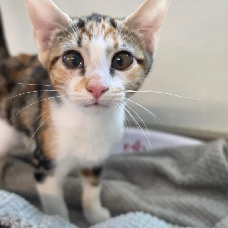 A baby small-sized female Calico Domestic Short Hair cat named Meghan for adoption in Brownsboro, AL