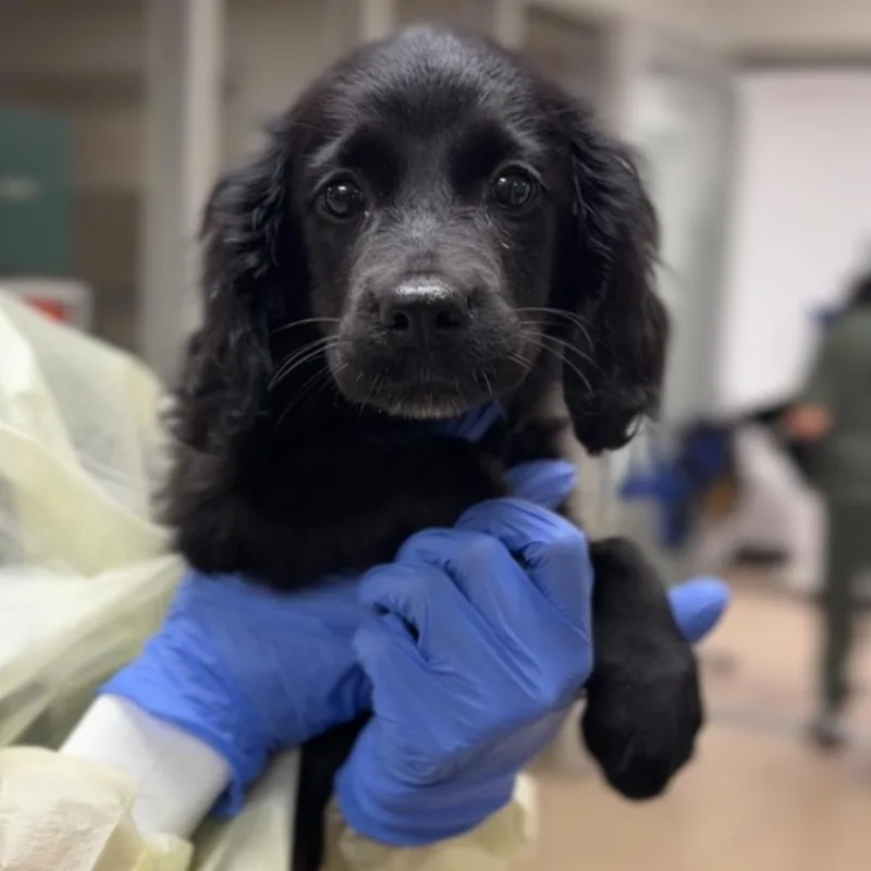 A baby small-sized female Black Cocker Spaniel dog named Jay A for adoption in Mission Hills, CA