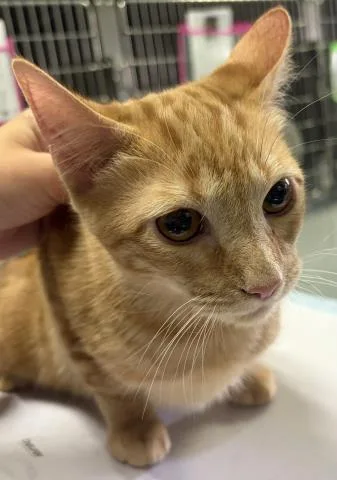 A baby medium-sized female Domestic Short Hair cat named Caramel Pretzel for adoption in Pensacola, FL