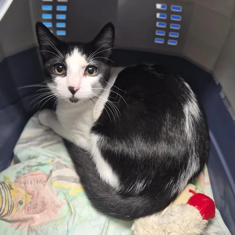 A young medium-sized male Domestic Short Hair cat named Archie for adoption in Wahiawa, HI