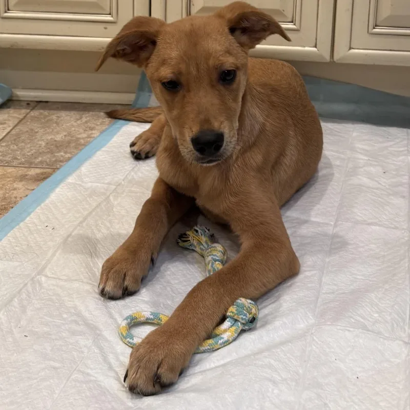 A baby small-sized female Brown / Chocolate Mixed Breed dog named Lucky for adoption in Rockville, MD