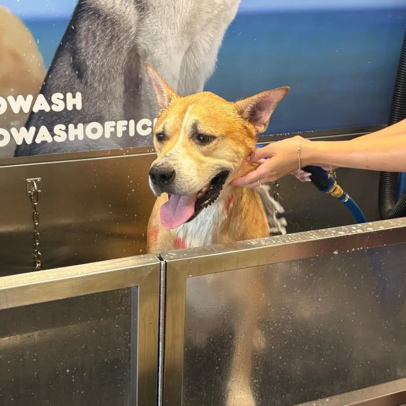 An adult small-sized male Golden Mixed Breed dog named Mika for adoption in San Diego, CA