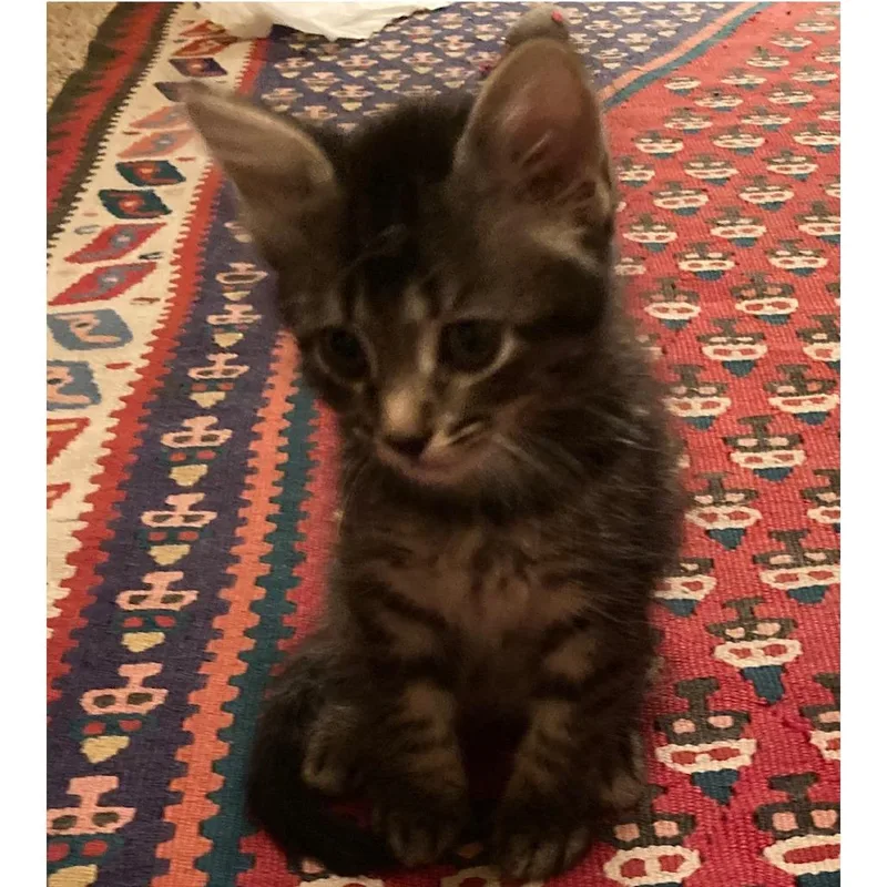 No Problem thumbnail 2