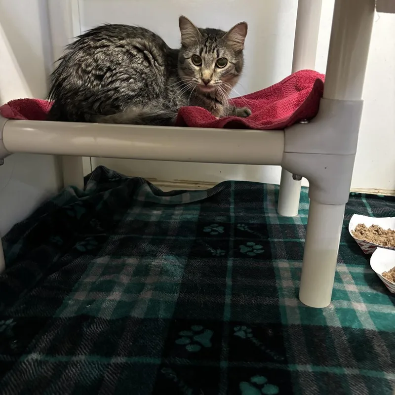 No Problem thumbnail 3