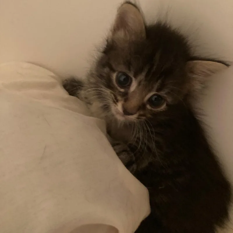 No Problem thumbnail 4