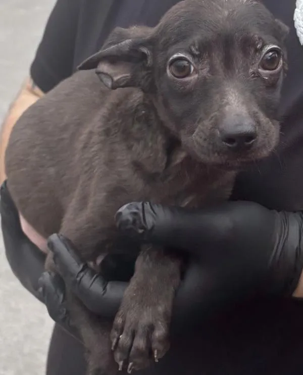A baby small-sized male Jack Russell Terrier dog named Max for adoption in Campbellsville, KY