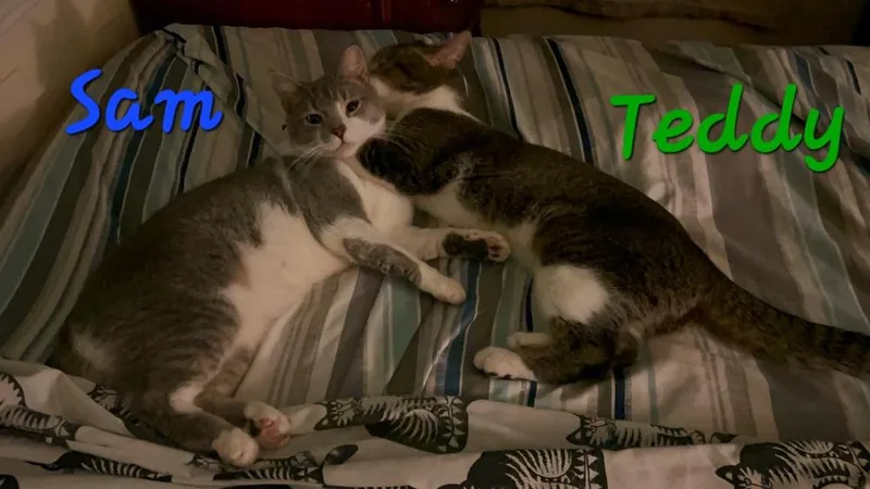Sam thumbnail 2