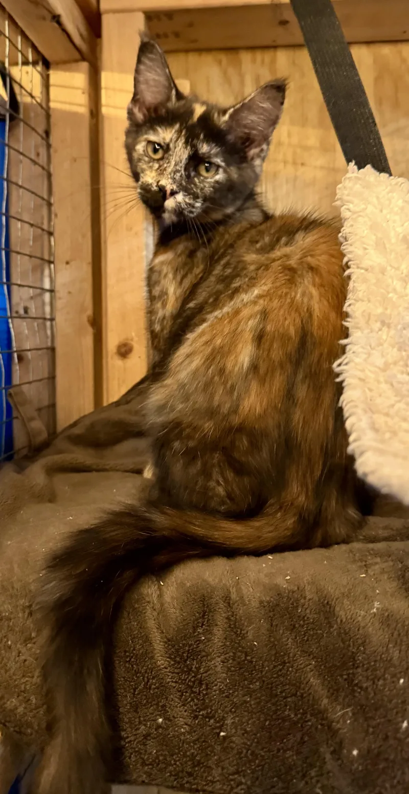 A young medium-sized female Domestic Short Hair cat named Lin for adoption in Centerville, GA