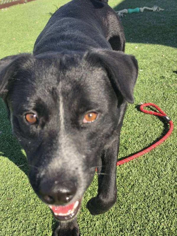 An adult large-sized male Labrador Retriever dog named Polo for adoption in Truth or Consequences , NM