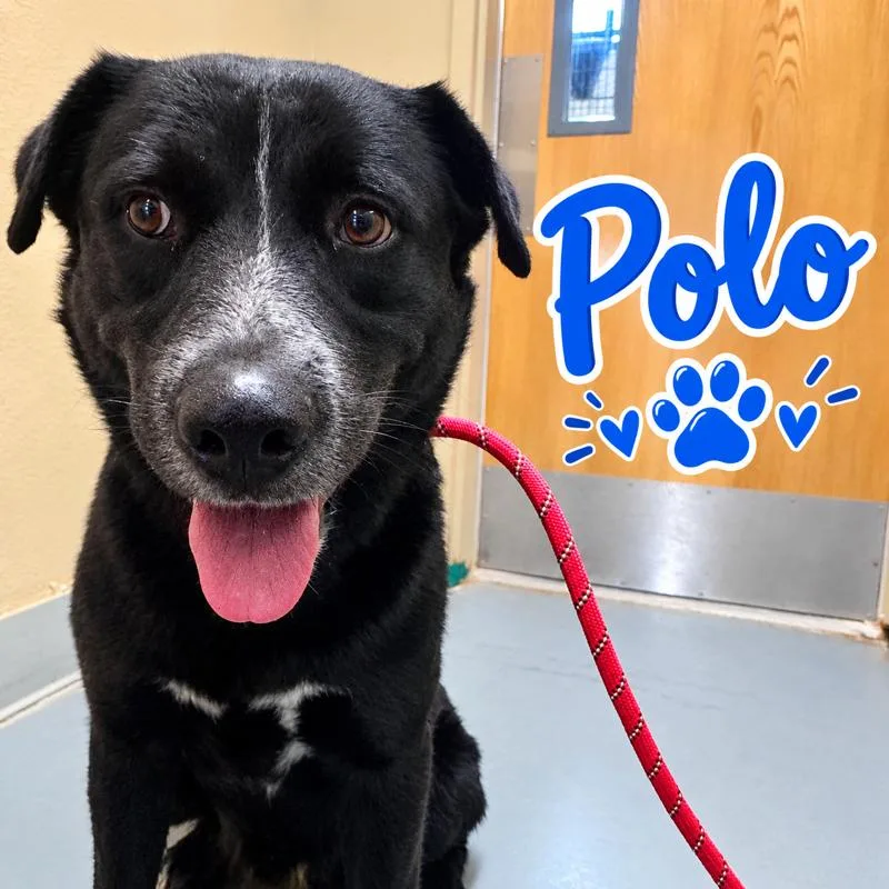 Polo thumbnail 4