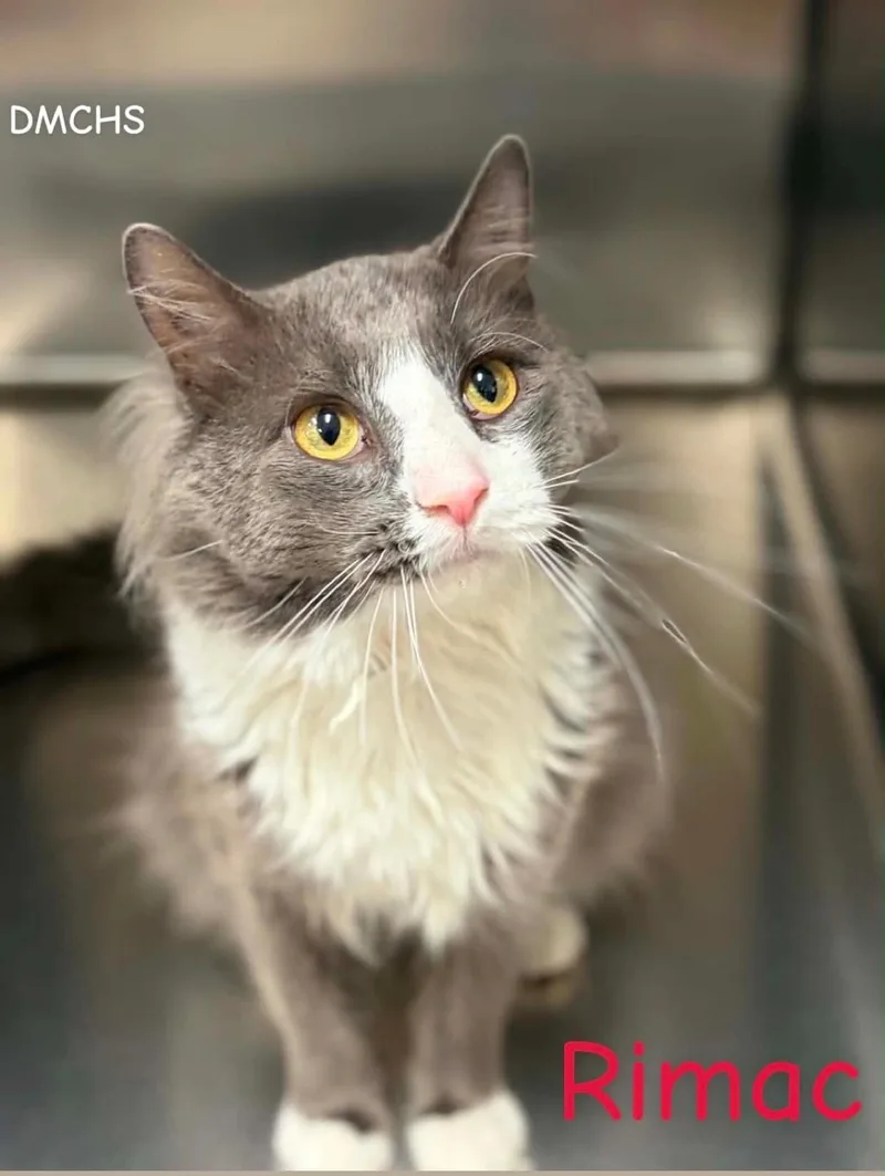 A young medium-sized male Domestic Medium Hair cat named Rimac for adoption in Burlington, IA