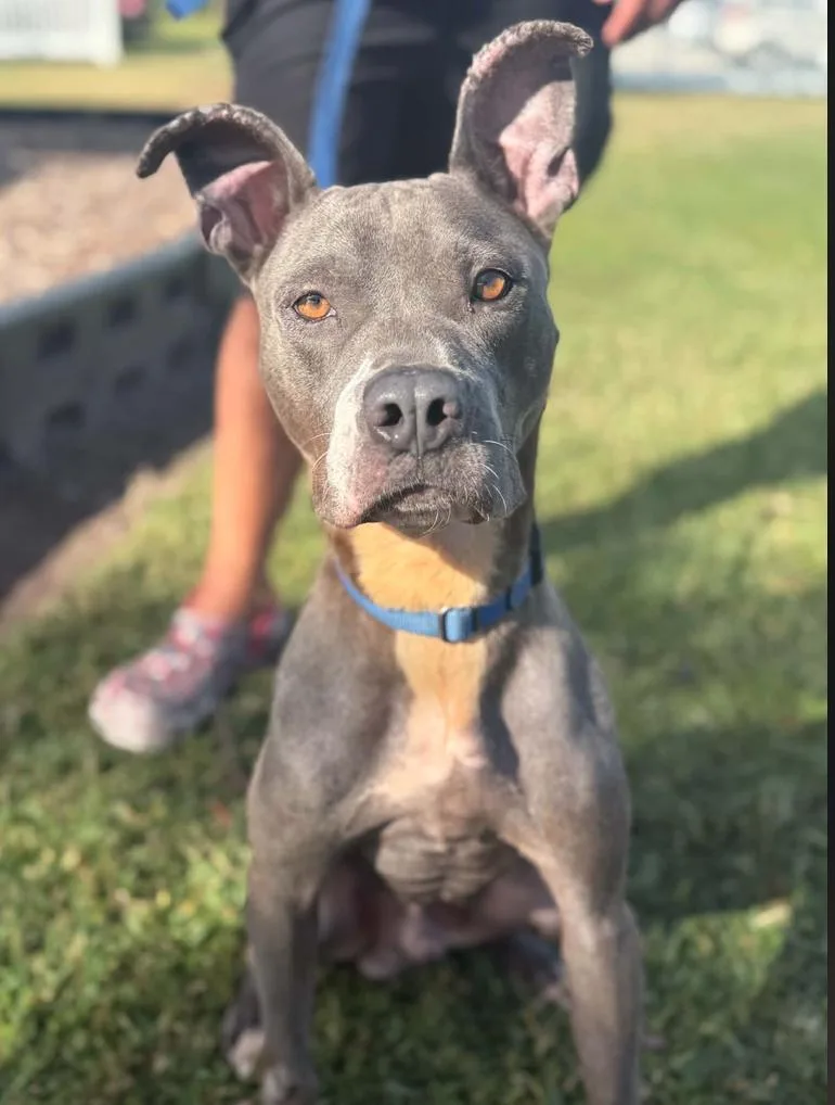 An adult medium-sized male Pit Bull Terrier dog named Apollo for adoption in Osteen, FL