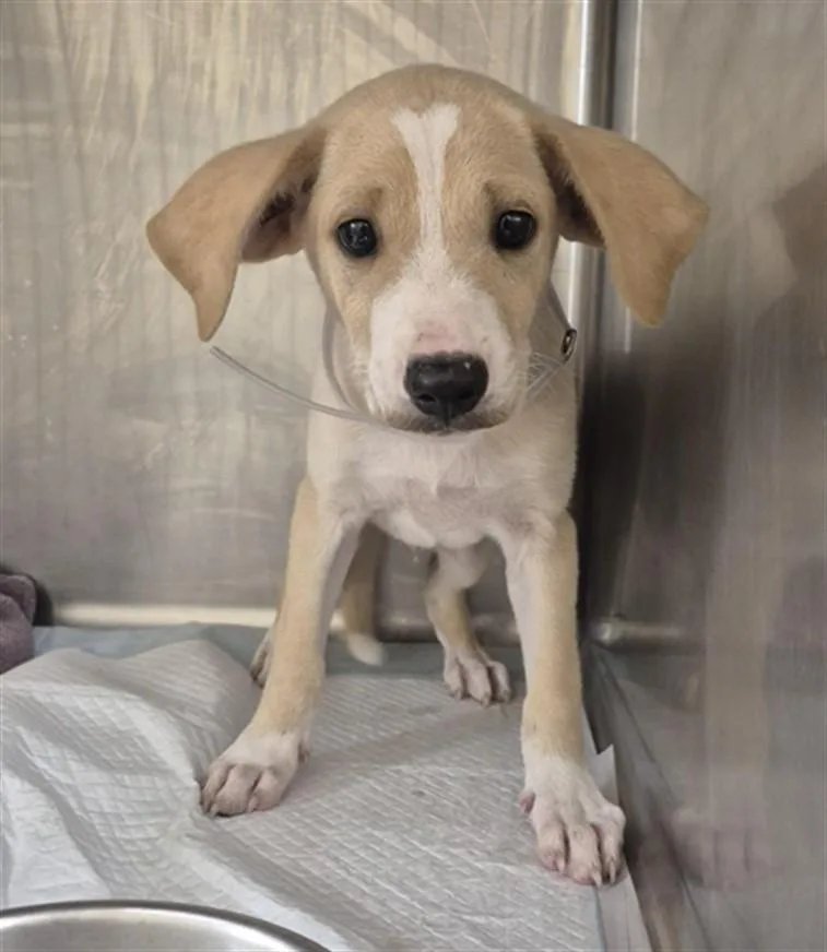 A baby small-sized male Labrador Retriever dog named Caridon for adoption in Houston, TX