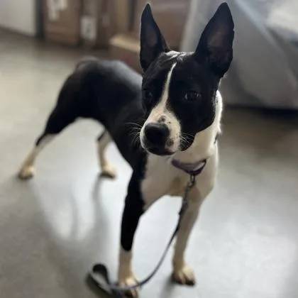 An adult medium-sized female Mixed Breed dog named Ellie Bellie for adoption in Janesville, WI