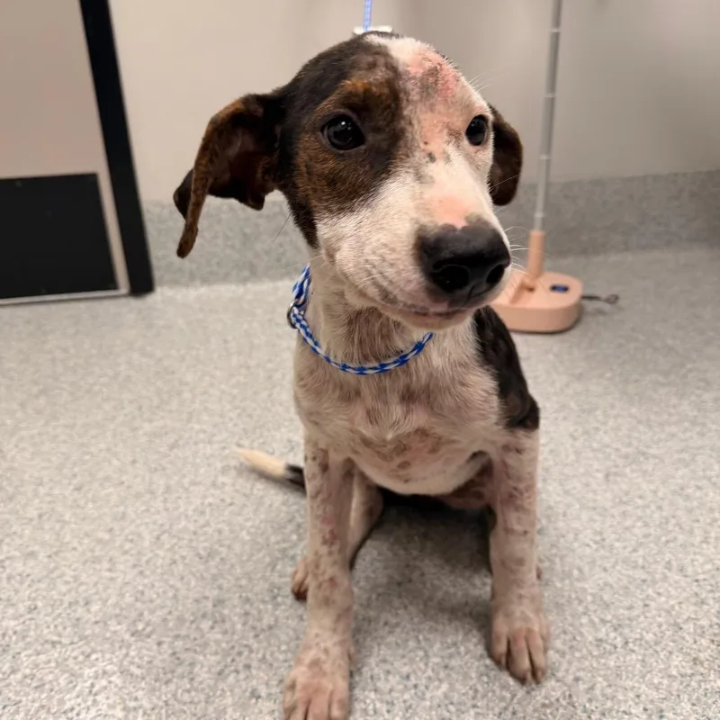A baby small-sized female Hound dog named Caroline for adoption in Greenville, SC