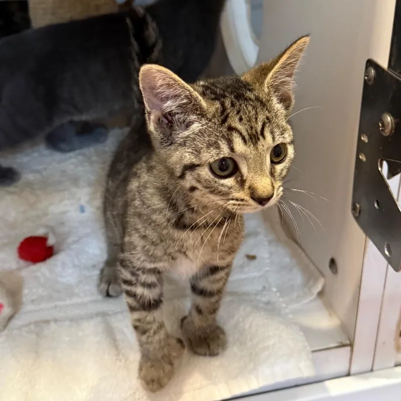 A baby small-sized female Brown / Chocolate Domestic Short Hair cat named Thumbelina for adoption in Potomac, MD