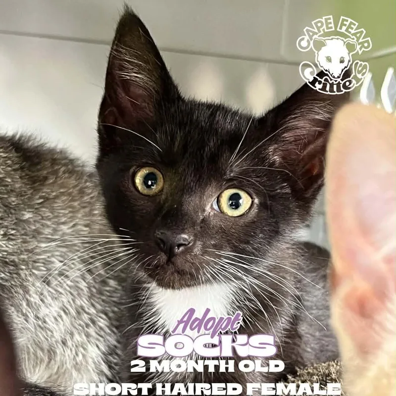 A young small-sized female Domestic Short Hair cat named Socks for adoption in Wilmington, NC
