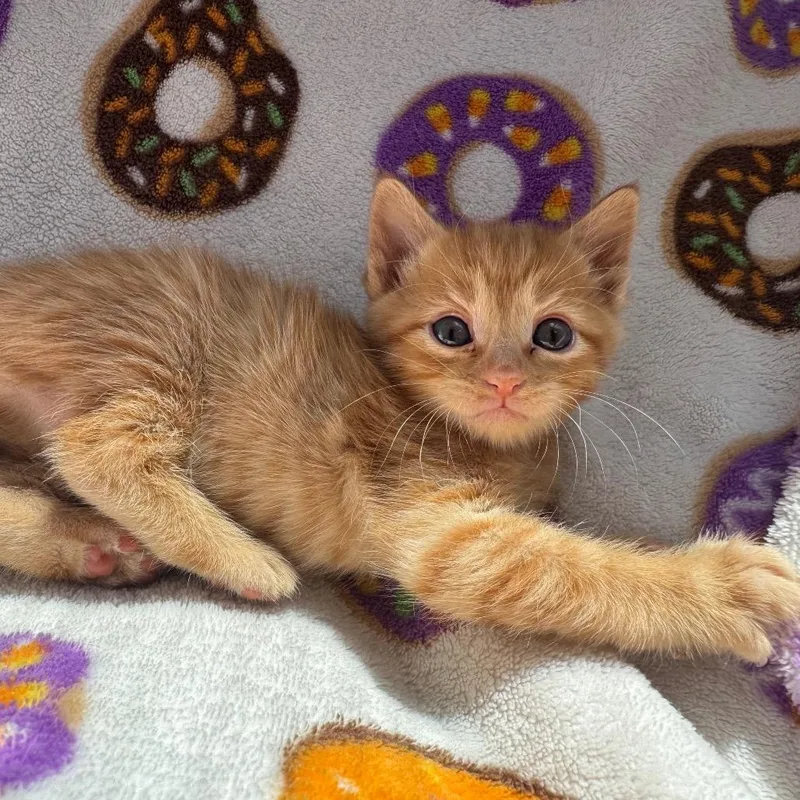 A baby small-sized female Orange / Red Domestic Short Hair cat named Queen Catlizabeth for adoption in San Pablo, CA