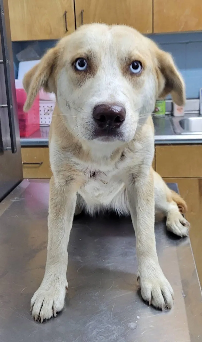 Iris Healing  Hoping…