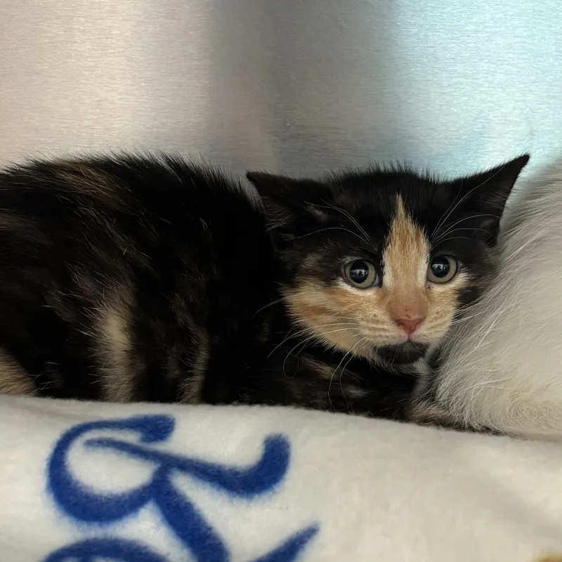A baby medium-sized female Calico Domestic Short Hair cat named Marie for adoption in Liberty, MO