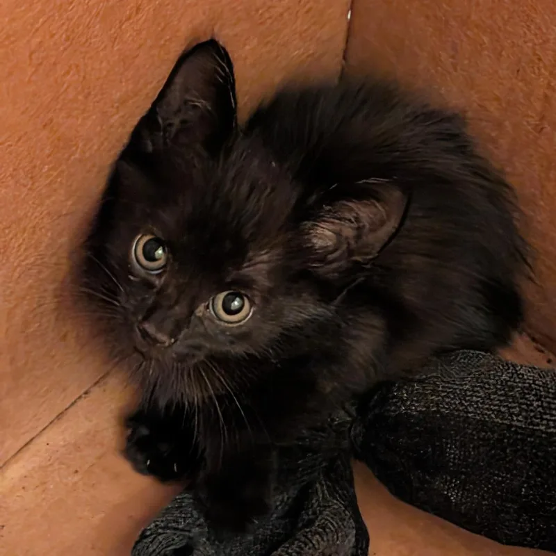 A baby small-sized male Black Domestic Short Hair cat named Danon for adoption in Guaynabo, PR
