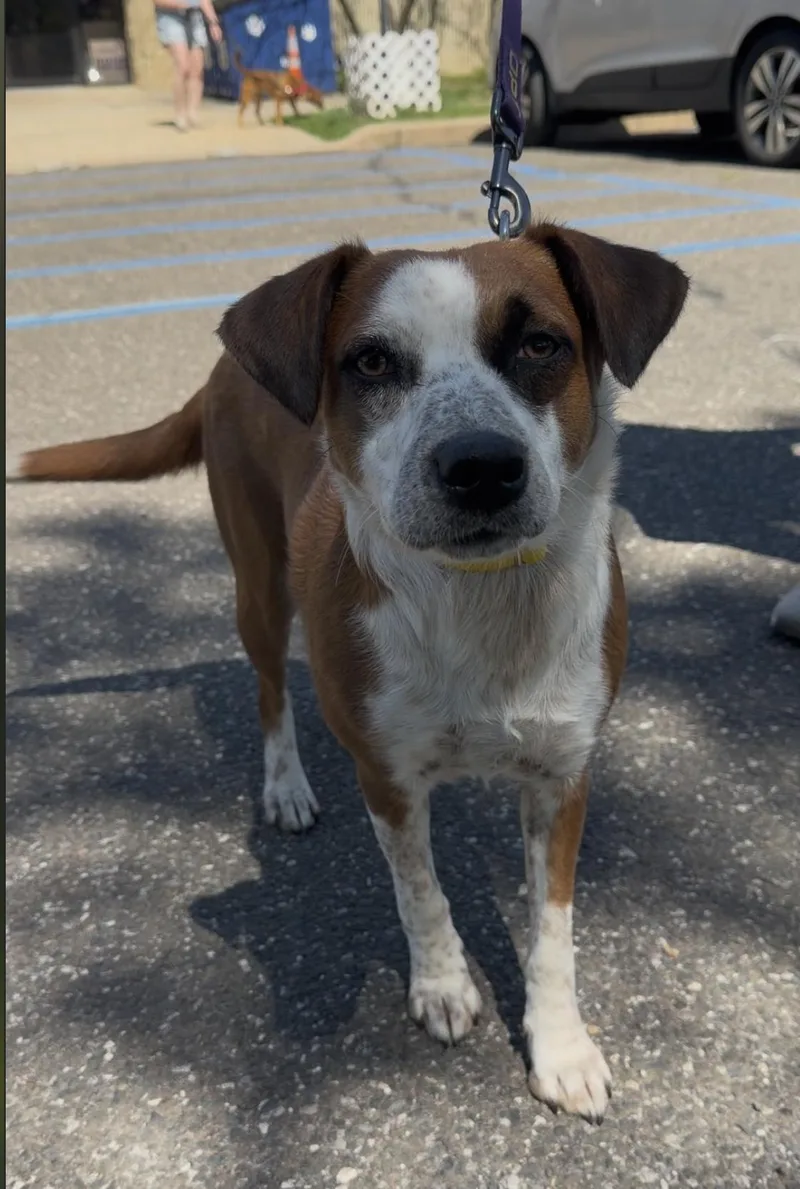 An adult medium-sized female Brown / Chocolate Beagle dog named Whisper for adoption in Wantagh, NY