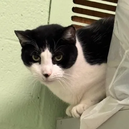 An adult large-sized male Black & White / Tuxedo Domestic Short Hair cat named Pastrami for adoption in Honesdale, PA
