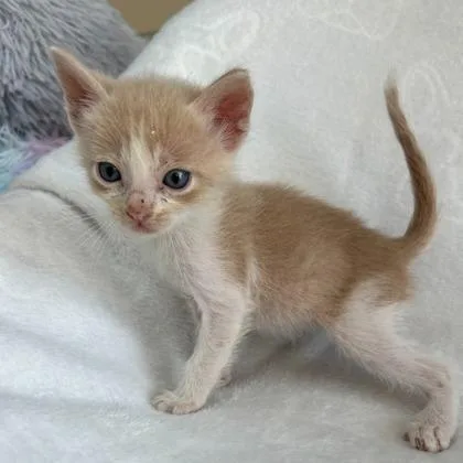 A young medium-sized male Domestic Short Hair cat named Thomas for adoption in Kansas City, MO