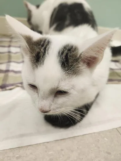 A young medium-sized male Domestic Short Hair cat named Vaporeon for adoption in Columbus, IN